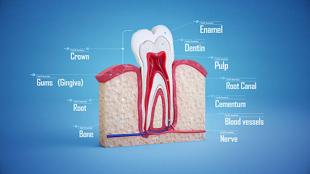 牙髓干细胞:再生医学领域充满希望的前沿领域