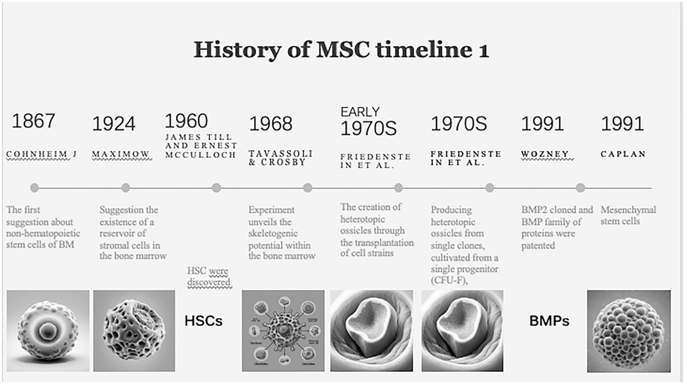 间充质干细胞的历史视角（1）