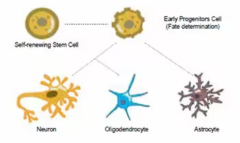 神经干细胞标志物:解码大脑再生的关键密码 5 NSCs 主要根据环境信号分化为神经元、星形胶质细胞和少突胶质细胞。