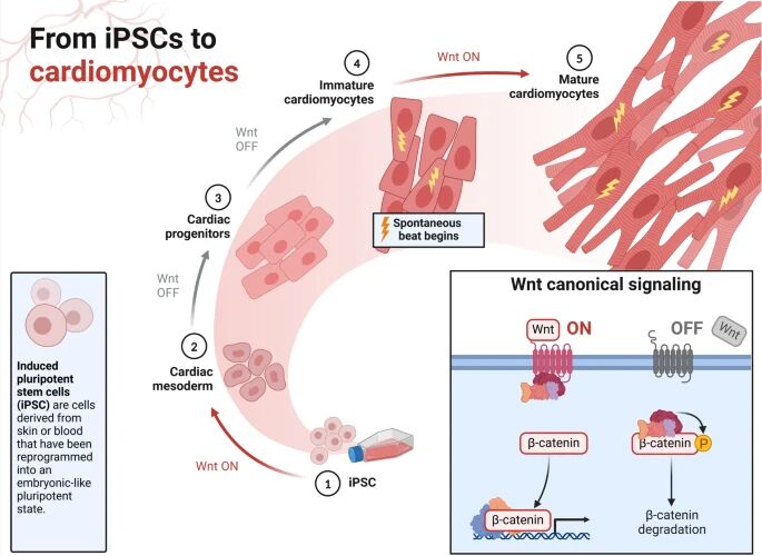 干细胞治疗进入“临床落地期”:12项疗法获批(含价格),三大赛道格局初定 4 微信图片 2025 11 11 153710 559