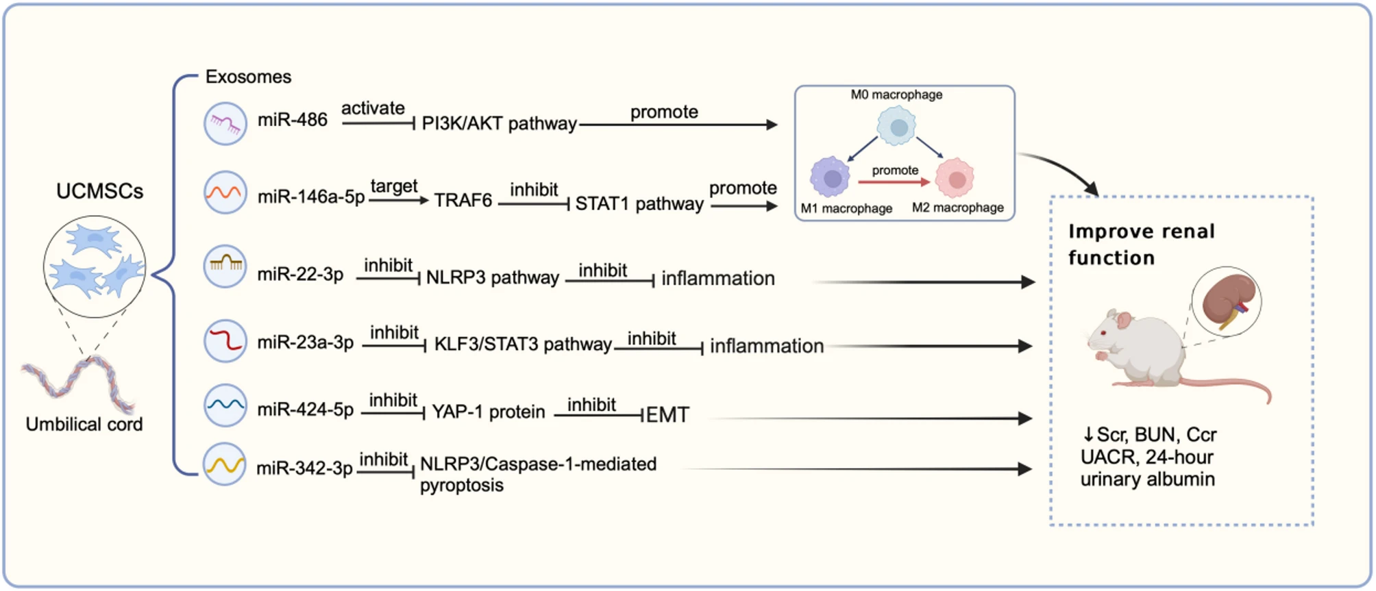 干细胞为什么能修复糖尿病肾病?最新研究综述表明与这四大机制息息相关! 4 微信图片 2025 11 13 141433 104