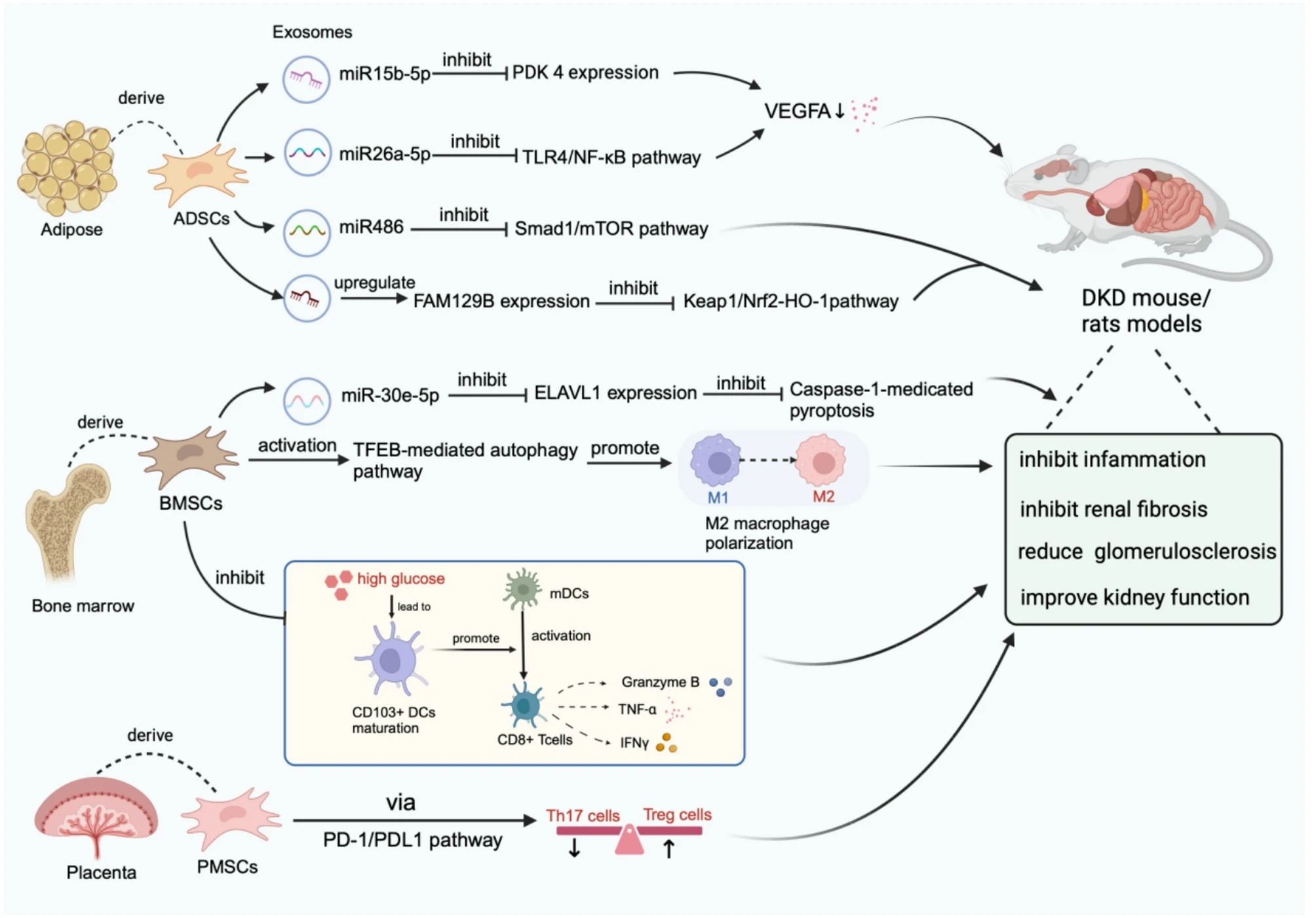 干细胞为什么能修复糖尿病肾病?最新研究综述表明与这四大机制息息相关! 5 微信图片 2025 11 13 141555 133
