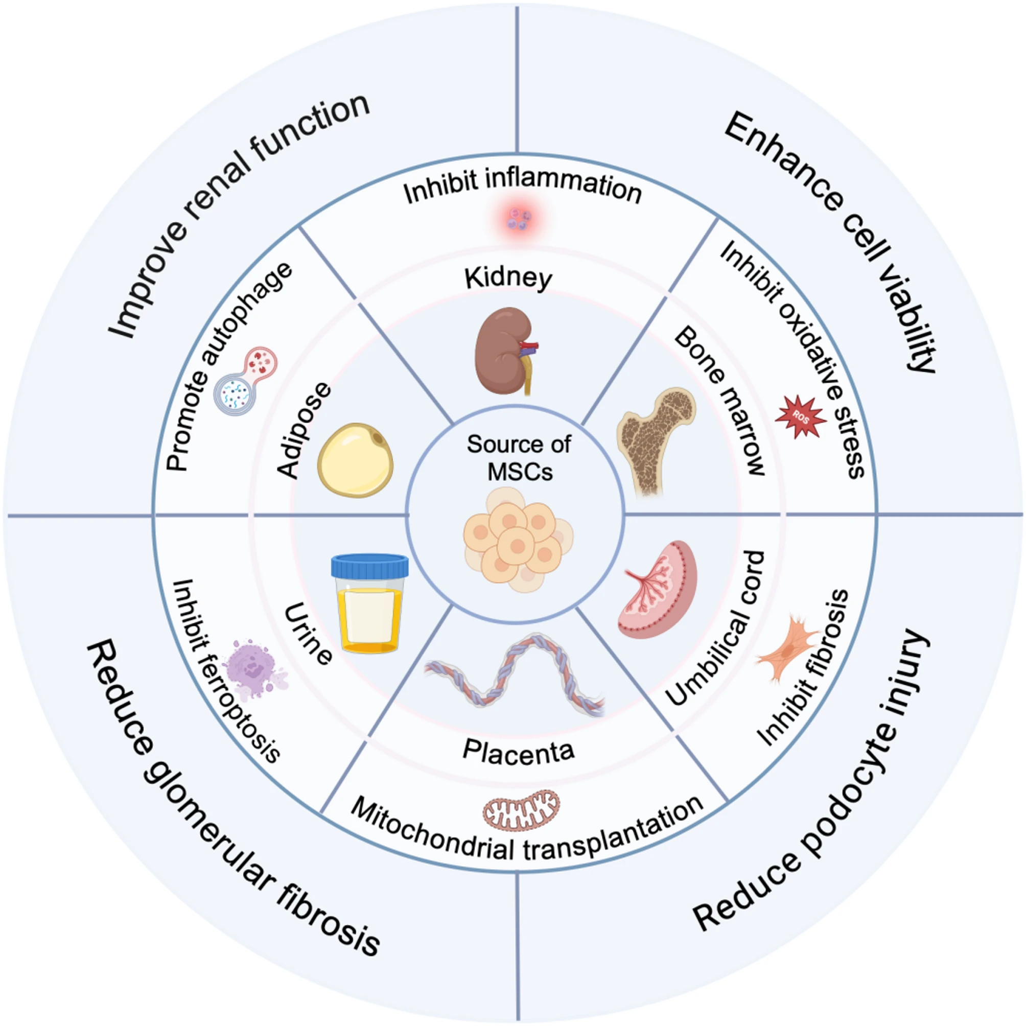 干细胞为什么能修复糖尿病肾病?最新研究综述表明与这四大机制息息相关! 12 微信图片 2025 11 13 150636 484