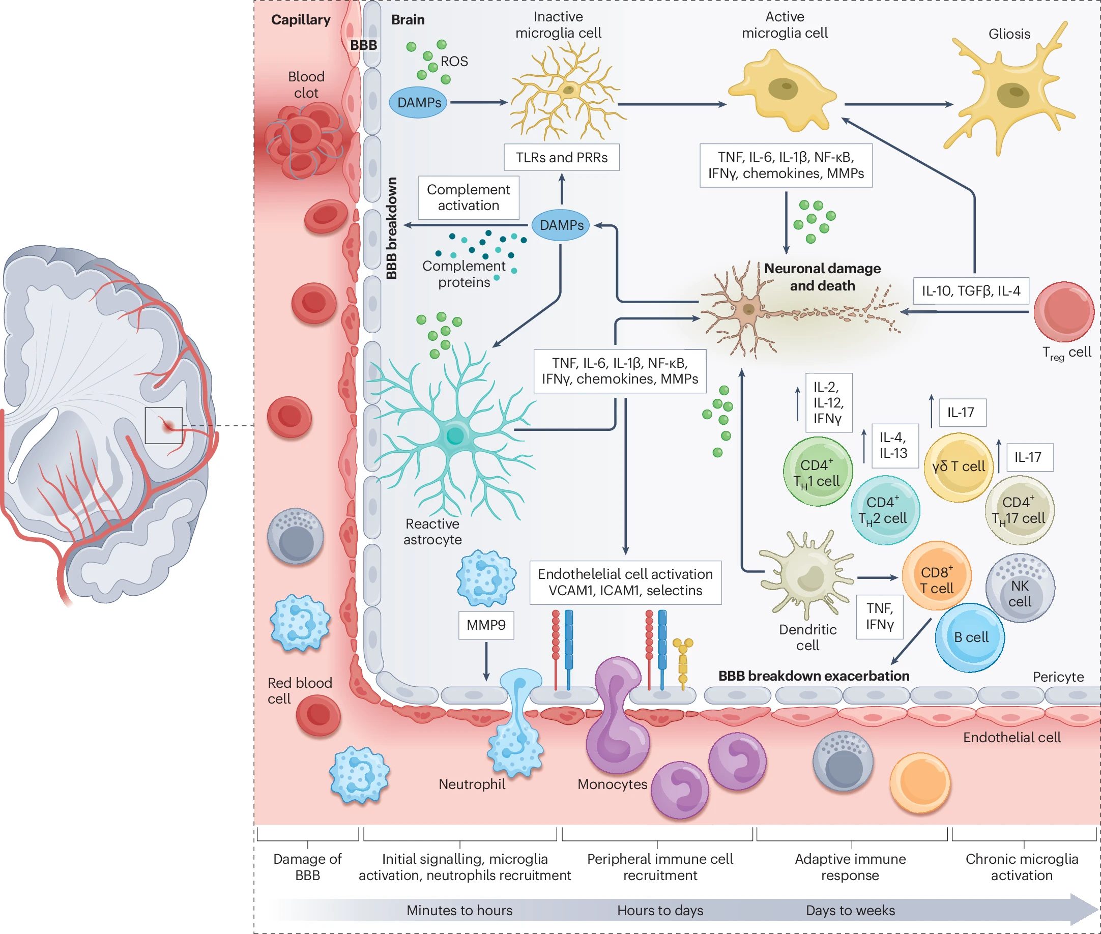 中风后康复新方法:干细胞作为“指挥官”调控微环境,免疫细胞作为“实干家”执行修复 2 微信图片 2025 11 17 144559 153