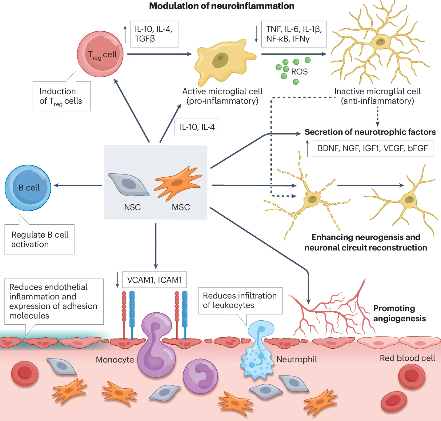 中风后康复新方法:干细胞作为“指挥官”调控微环境,免疫细胞作为“实干家”执行修复 5 微信图片 2025 11 17 144735 779