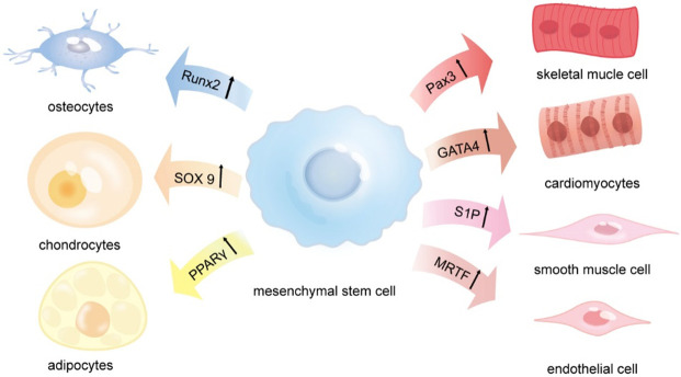 间充质干细胞修复5大重要器官损伤中的作用:从机制到临床应用 3 微信图片 2025 11 20 150739 544
