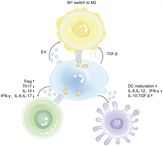 间充质干细胞修复5大重要器官损伤中的作用:从机制到临床应用 4 微信图片 2025 11 20 150752 745