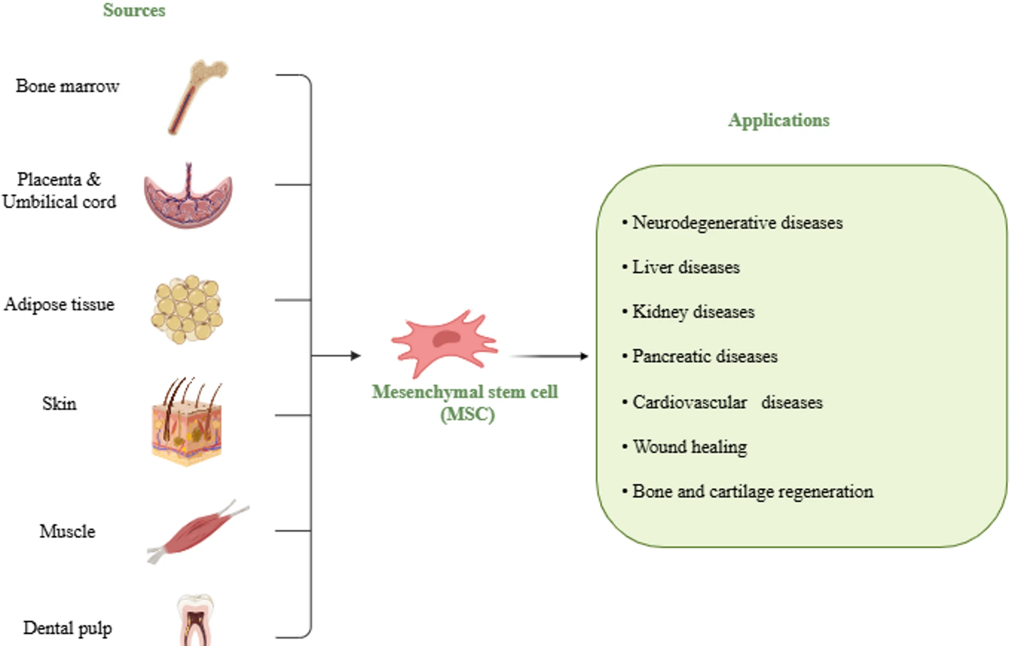 最新综述!干细胞治疗糖尿病并发症(5大)的多维度机制与临床应用 3 微信图片 2025 11 24 142153 296