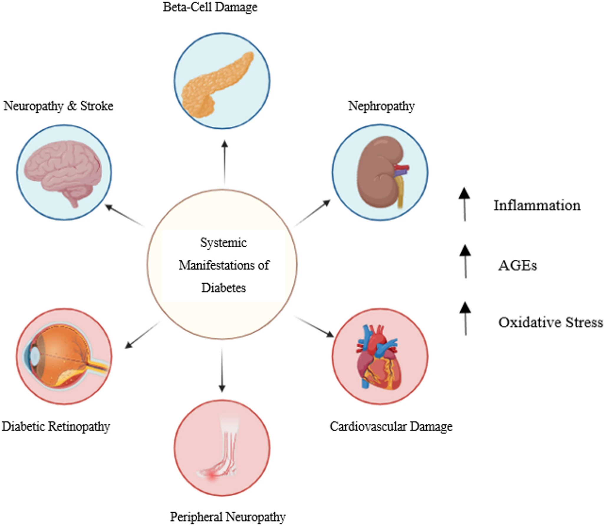 最新综述!干细胞治疗糖尿病并发症(5大)的多维度机制与临床应用 5 微信图片 2025 11 24 142215 641