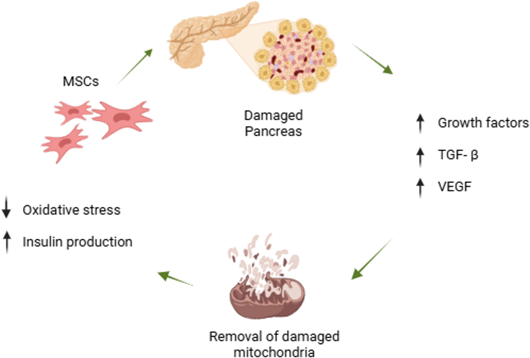 最新综述!干细胞治疗糖尿病并发症(5大)的多维度机制与临床应用 6 微信图片 2025 11 24 142238 024