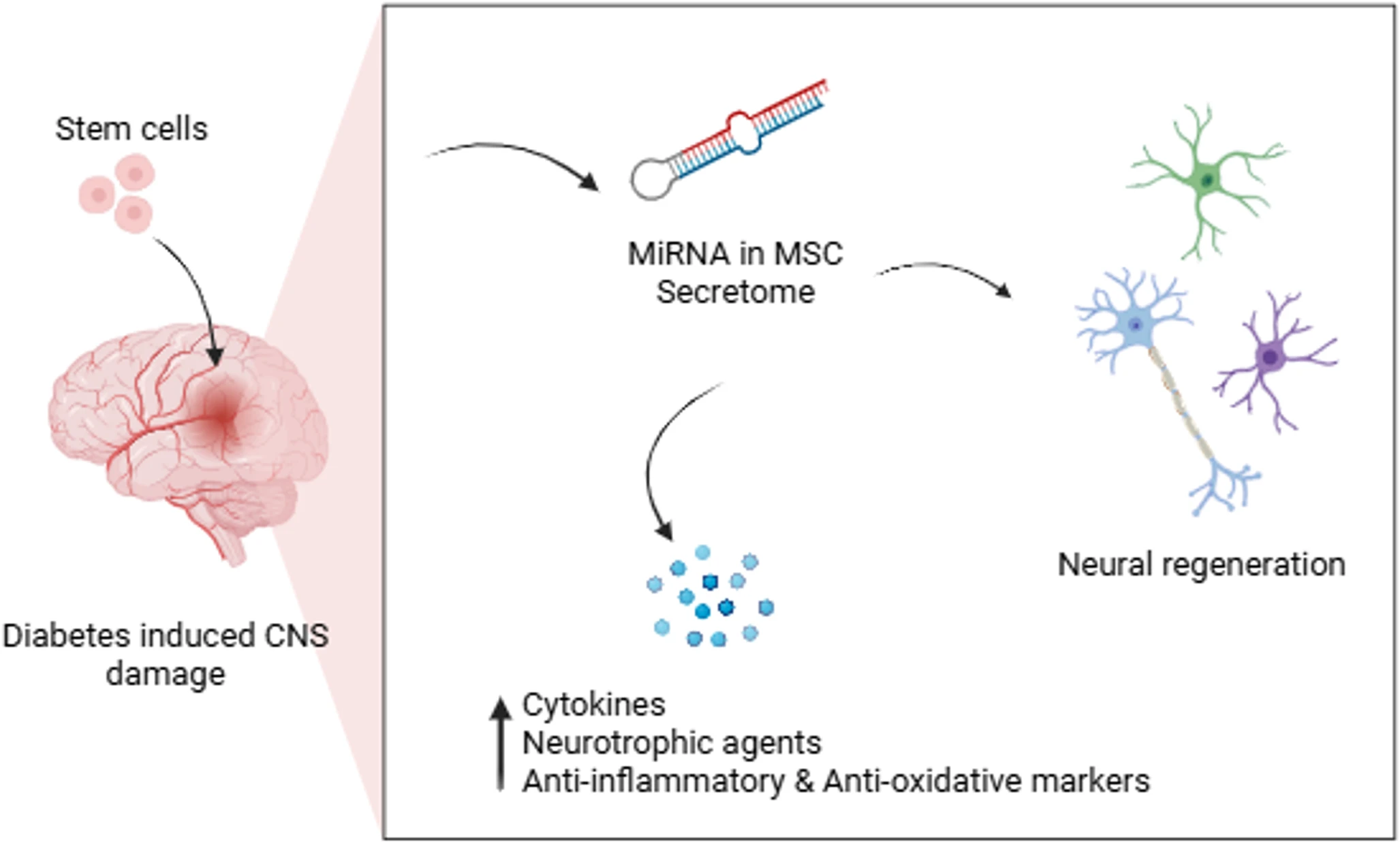 最新综述!干细胞治疗糖尿病并发症(5大)的多维度机制与临床应用 7 微信图片 2025 11 24 142301 047