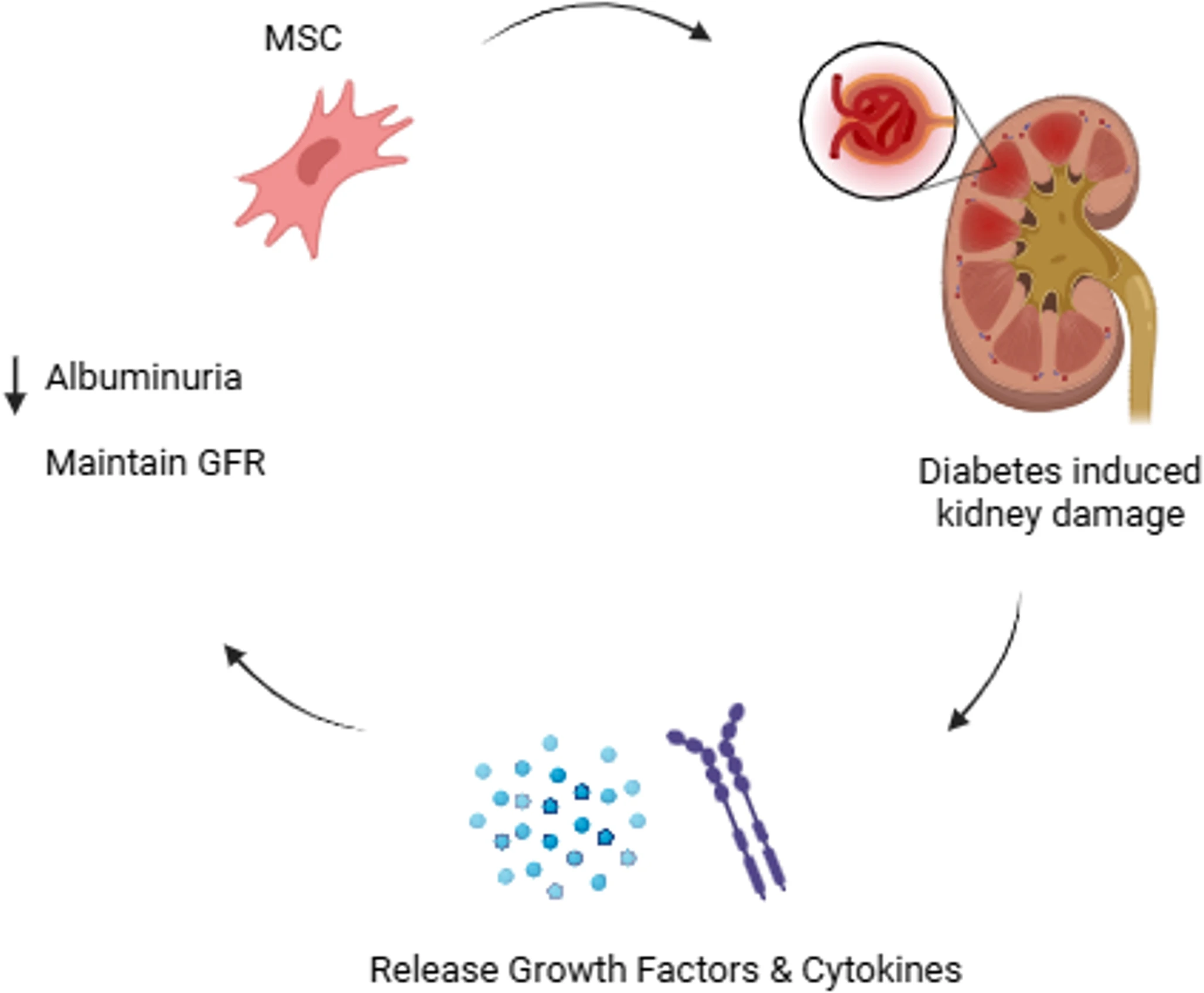 最新综述!干细胞治疗糖尿病并发症(5大)的多维度机制与临床应用 8 微信图片 2025 11 24 142324 600