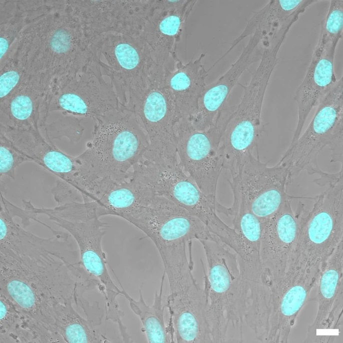 从生物废弃物到治疗资源:8种干细胞来源、特性分析及临床应用潜力 4 微信图片 2025 11 27 175920 500