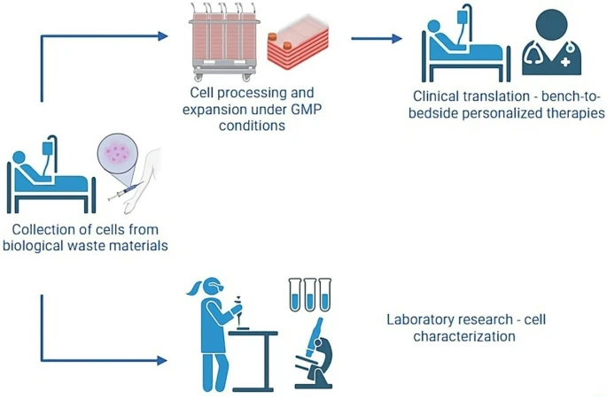从生物废弃物到治疗资源:8种干细胞来源、特性分析及临床应用潜力 8 微信图片 2025 11 27 180015 285