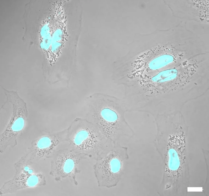 从生物废弃物到治疗资源:8种干细胞来源、特性分析及临床应用潜力 5 微信图片 2025 11 27 180058 237