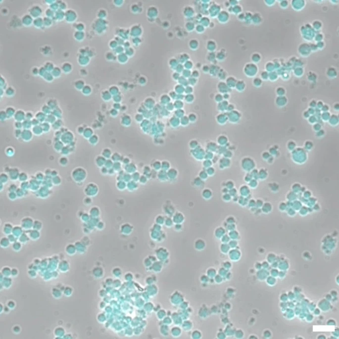 从生物废弃物到治疗资源:8种干细胞来源、特性分析及临床应用潜力 6 微信图片 2025 11 27 180108 741