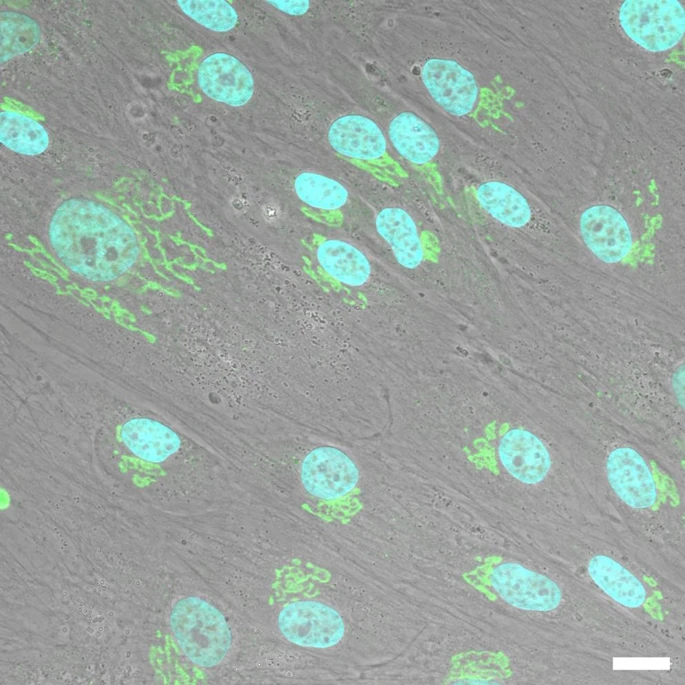 从生物废弃物到治疗资源:8种干细胞来源、特性分析及临床应用潜力 7 微信图片 2025 11 27 180130 605