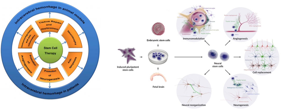 神经干细胞移植治疗脑出血的系统评价:NSC来源、输送途径、治疗机制和早期临床试验 6 fphar 16 1660614 g002