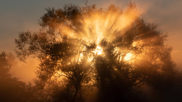 跨越瓶颈,迎接曙光:盘点间充质干细胞治疗神经系统疾病的老问题与新机遇