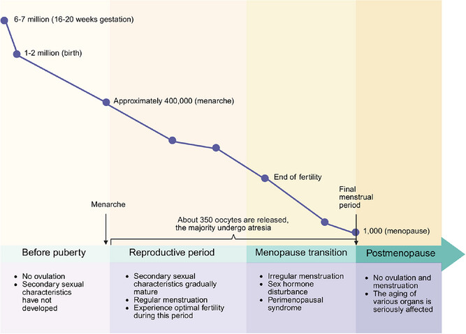 卵巢衰老标志——卵母细胞数量减少和质量下降 2 mco270481 fig 0001 m