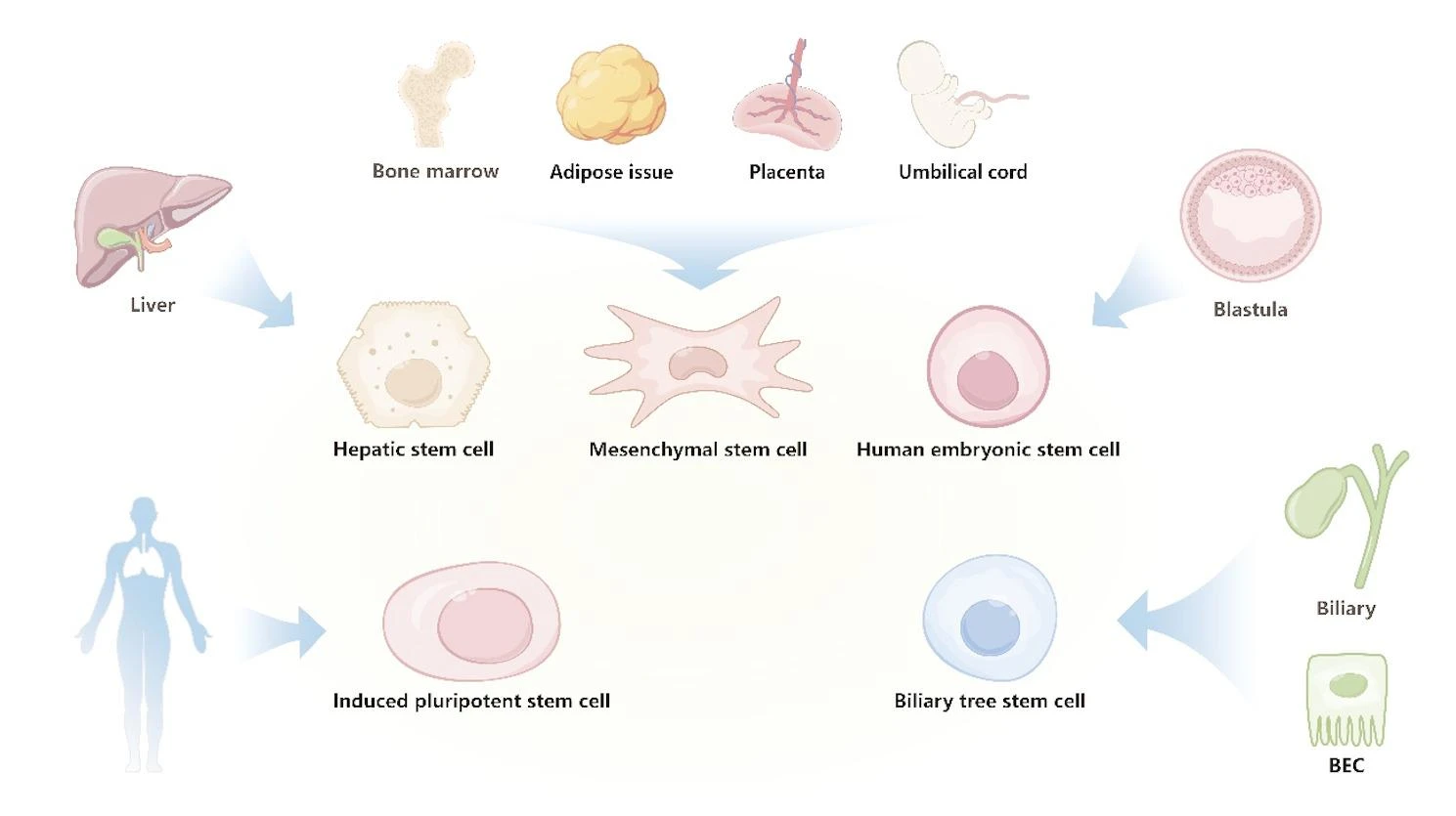 干细胞治疗终末期肝病:基于25项研究的现状、机制与未来的挑战及机遇 8 微信图片 2025 12 01 114007 883