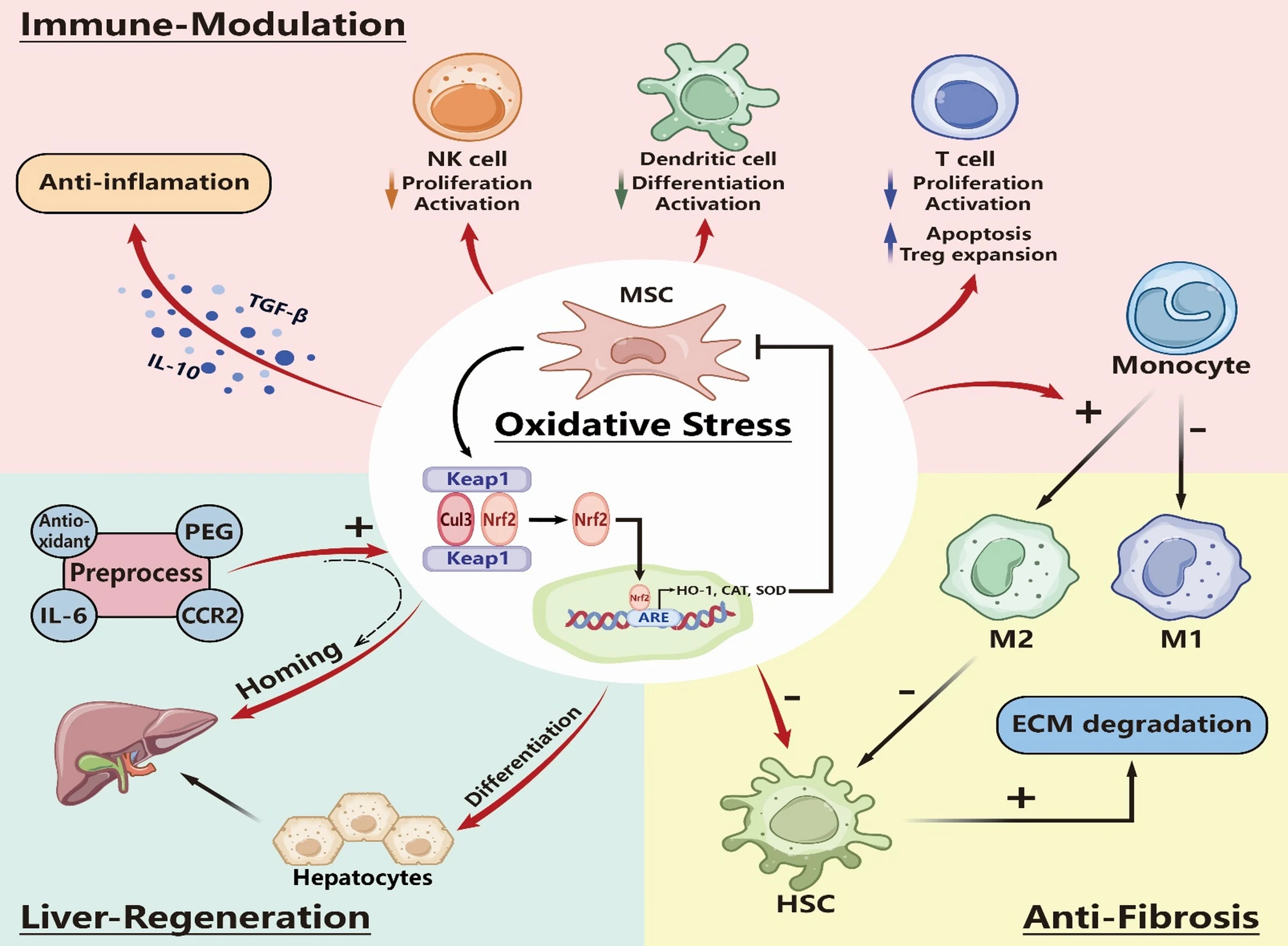 干细胞治疗终末期肝病:基于25项研究的现状、机制与未来的挑战及机遇 11 微信图片 2025 12 01 115857 287