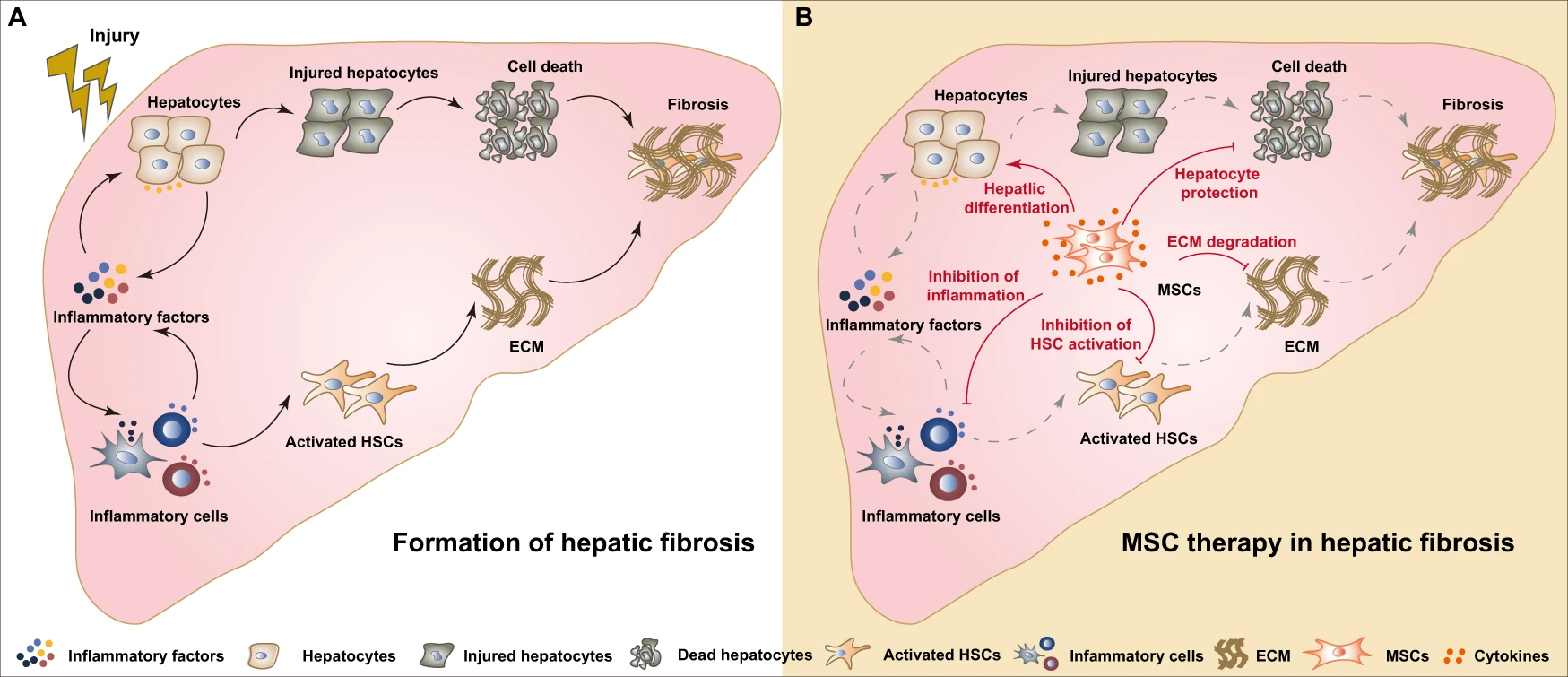 间充质干细胞治疗肝纤维化/肝硬化中的作用:从发病机制到临床应用 3 微信图片 2025 12 01 162601 172