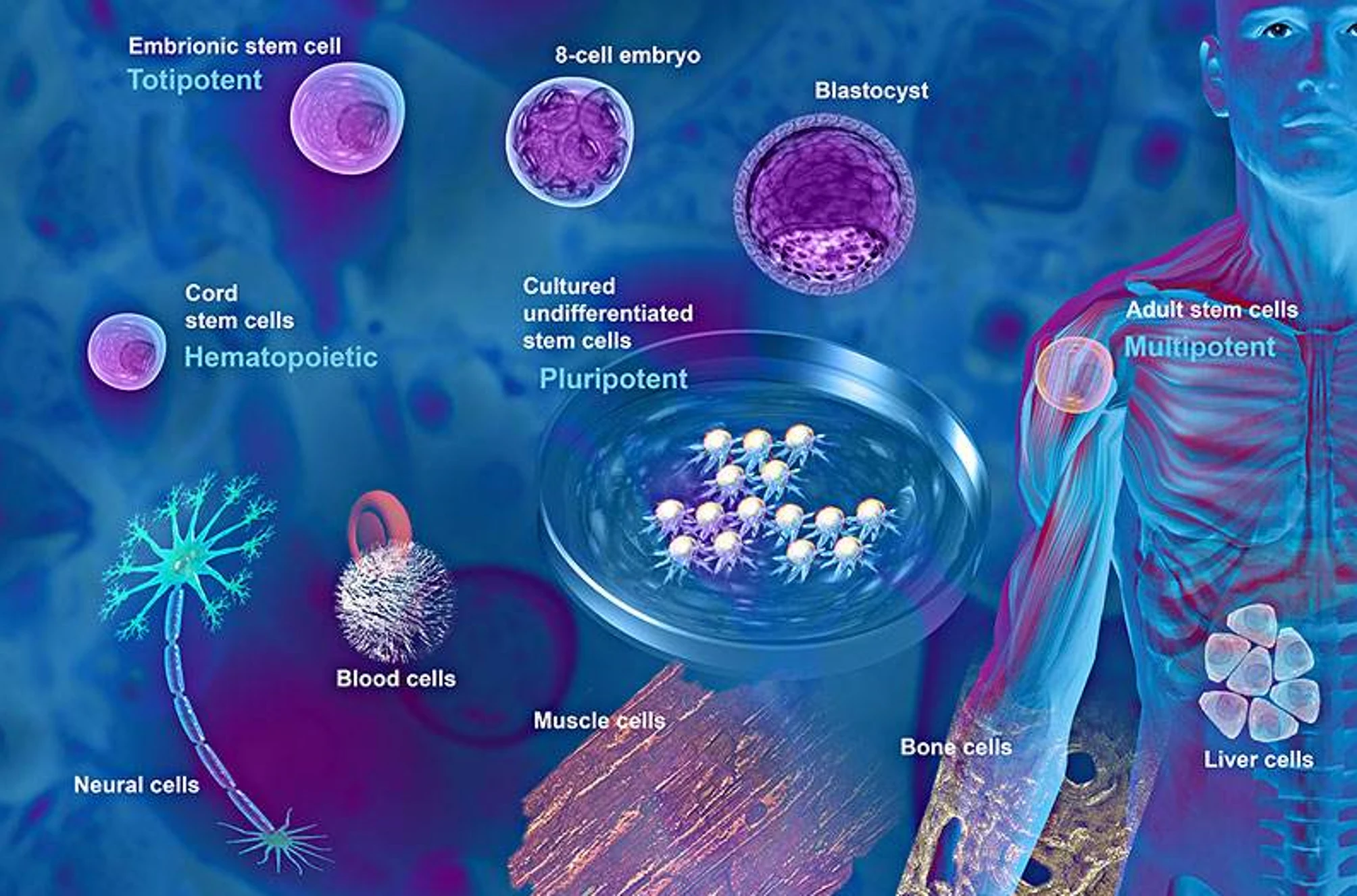 干细胞产业爆发!中国202项IND获批,糖尿病、帕金森治疗迎突破,全球市场2030年将破314亿美元! 5 微信图片 2025 12 08 141107 007