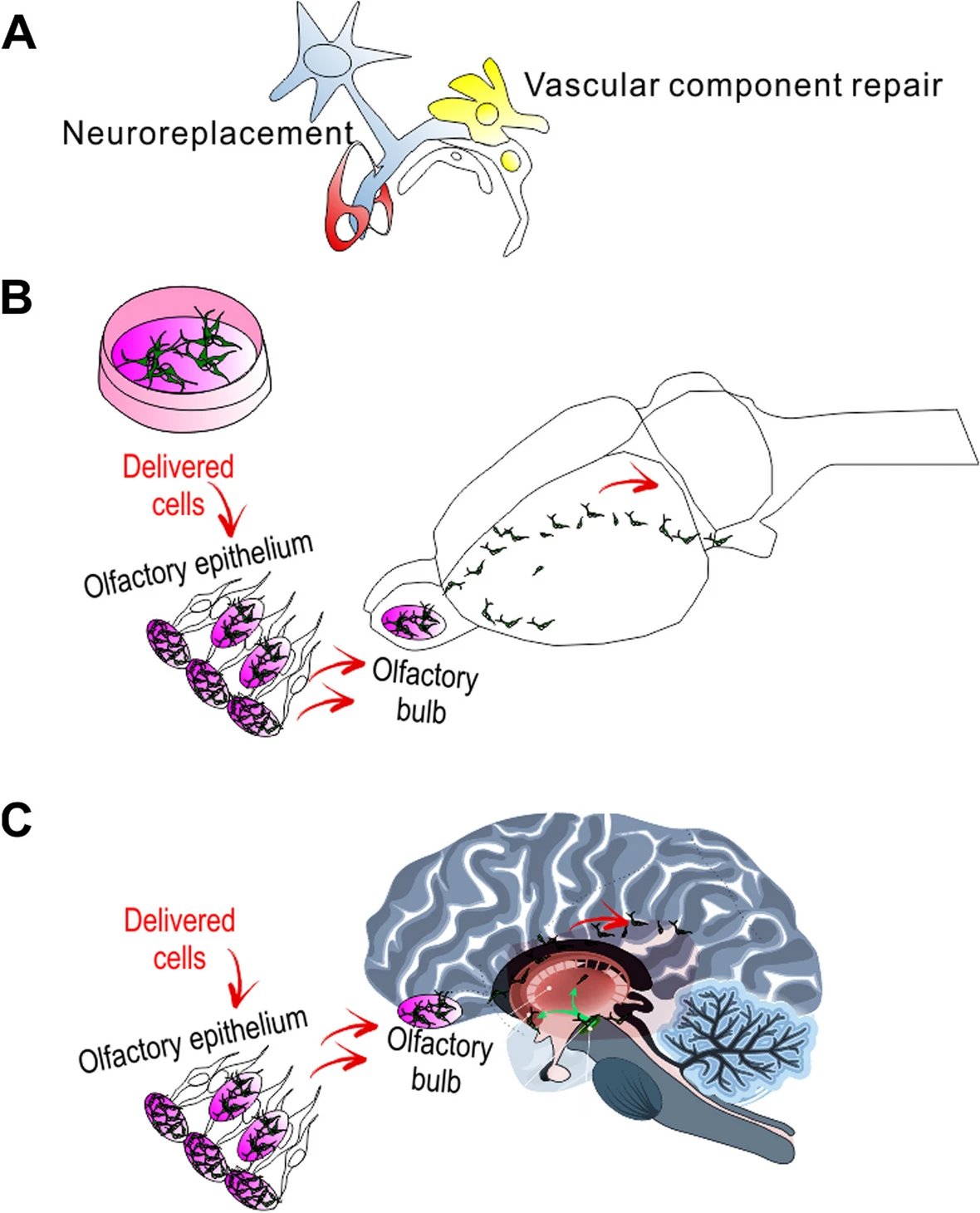 间充质干细胞治疗帕金森病运动前症状的研究进展 3 微信图片 2025 12 08 174336 429