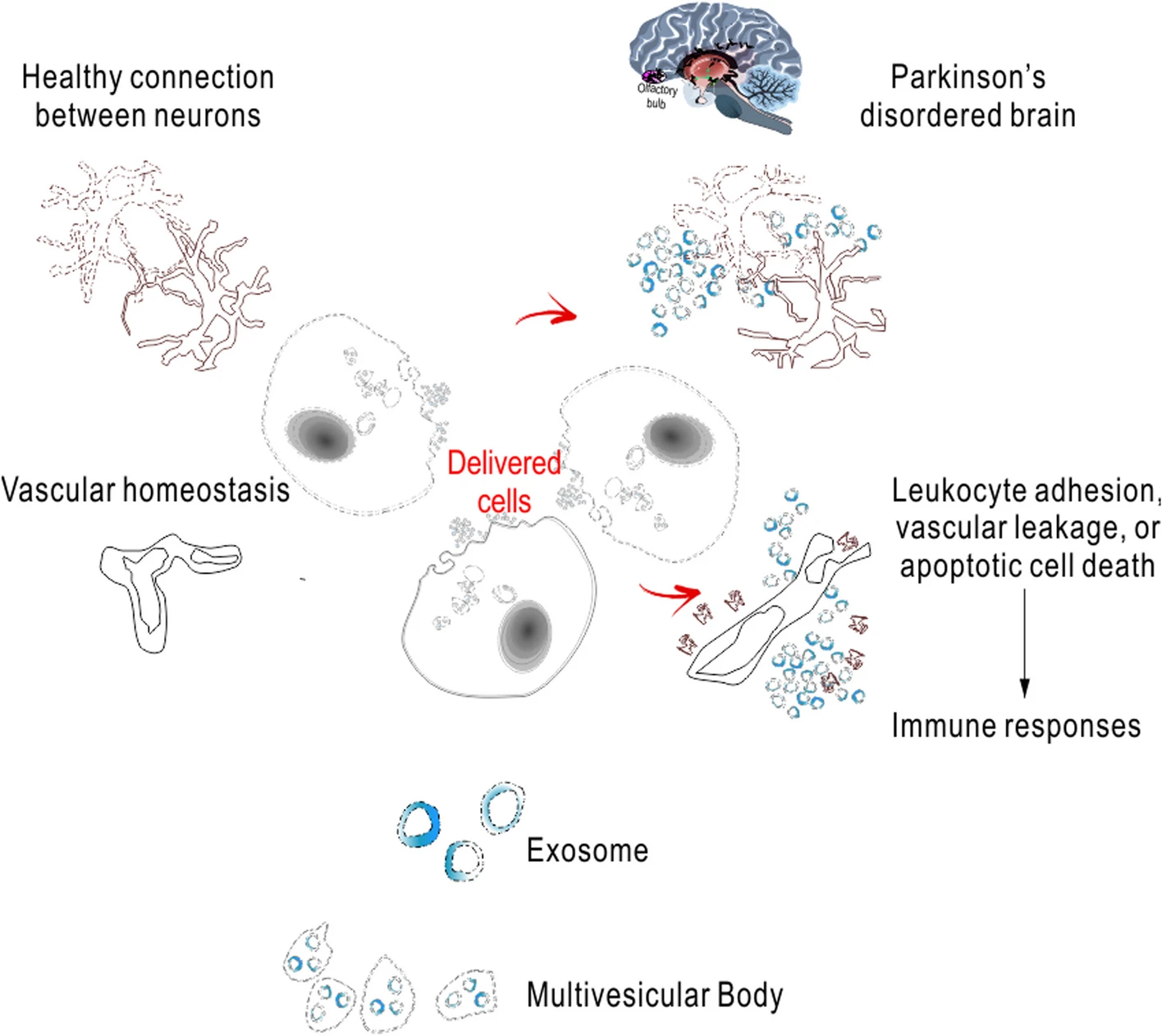 间充质干细胞治疗帕金森病运动前症状的研究进展 5 微信图片 2025 12 08 174436 295