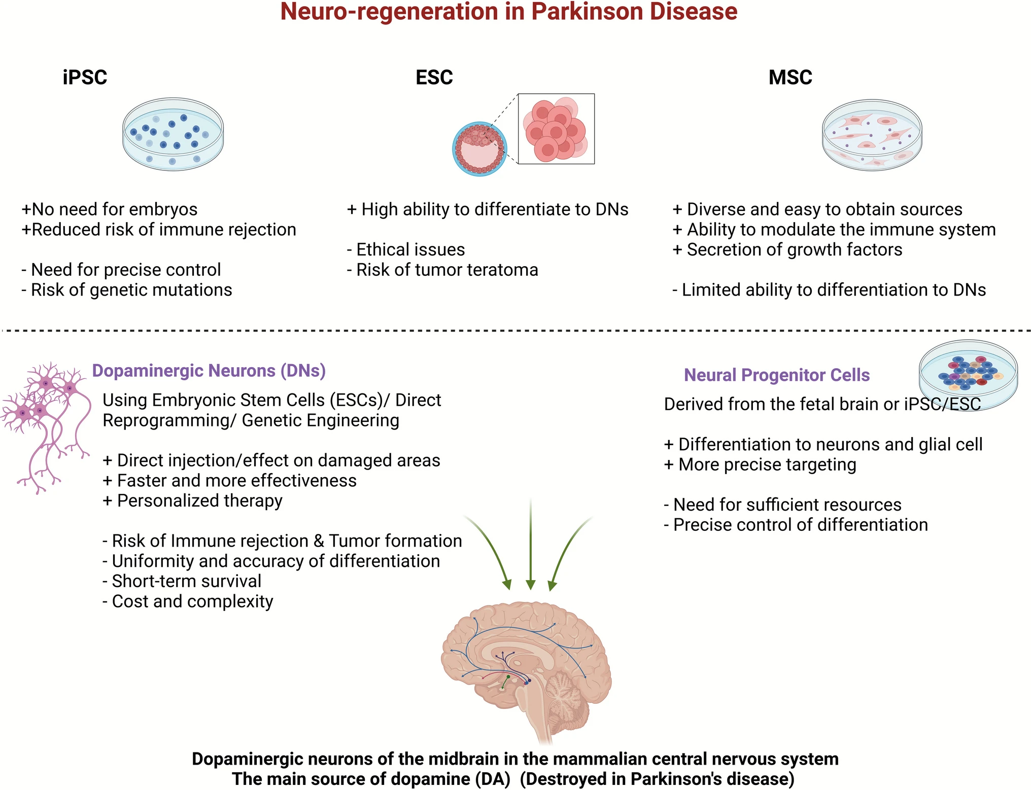 图2：用于帕金森病细胞疗法的不同干细胞来源及其优缺点