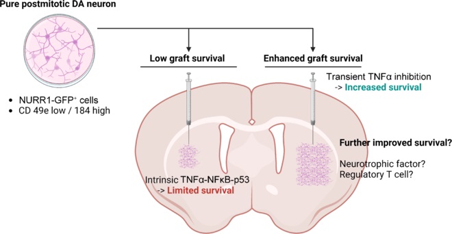 图1：本文探讨了提高移植后经NURR1驱动的GFP表达或基于CD49e和CD184标记分离纯化的有丝分裂后多巴胺能神经元体内存活率的策略。