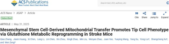 间充质干细胞来源的线粒体转移通过谷胱甘肽代谢重编程促进中风小鼠尖端细胞表型