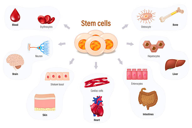 干细胞疗法的困境:科学证据缺失与过度宣传的隐患