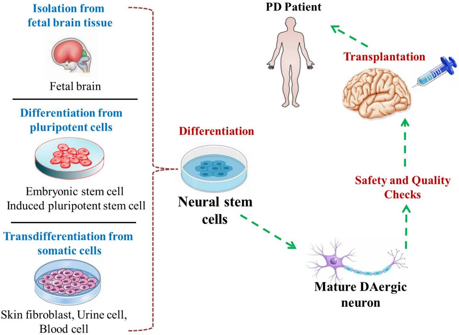 成为治疗帕金森病的新希望!源自神经干细胞外泌体治疗帕金森病的新策略! 5 微信图片 2026 01 06 140212 372