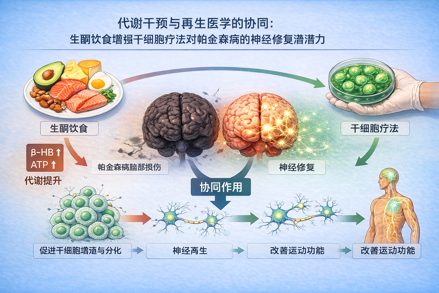 协同与修复：生酮饮食联合干细胞治疗帕金森病的理论探索