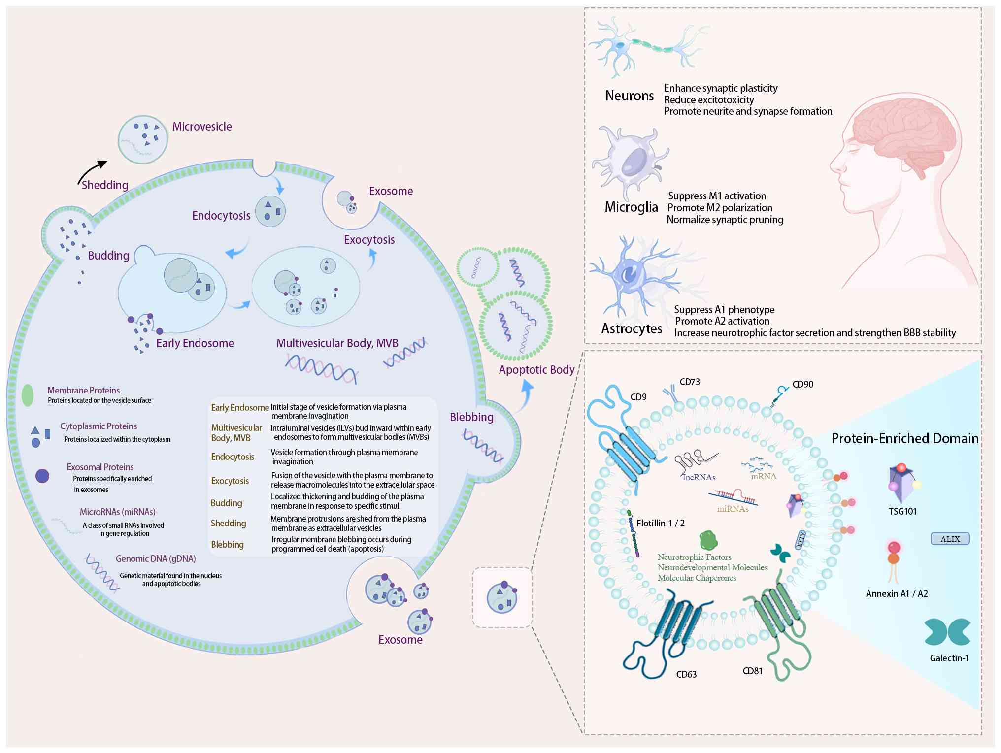 ijmm 57 03 05731 g02