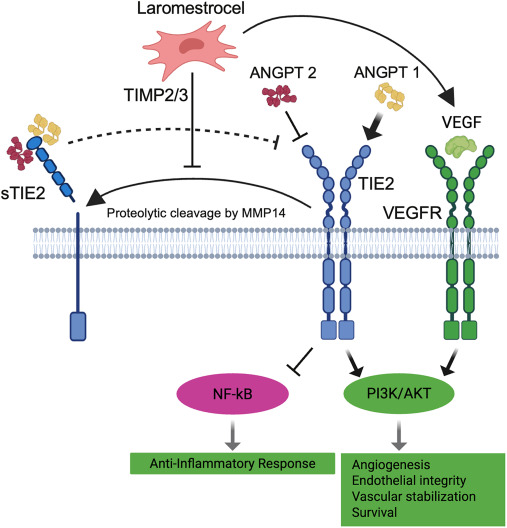 图5：Laromestrocel潜在的促血管生成和抗炎作用机制