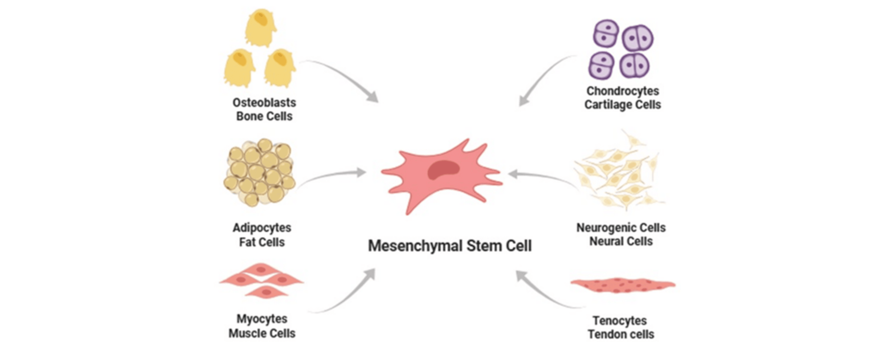 从生物学原理到关键临床试验:间充质干细胞治疗帕金森病领域的应用现状与挑战 6 lightbox 2ef9c7601ea311f1904a47d9ab16bd4e 1c5be2b0167311f1834731e2c87b4724 Slide1